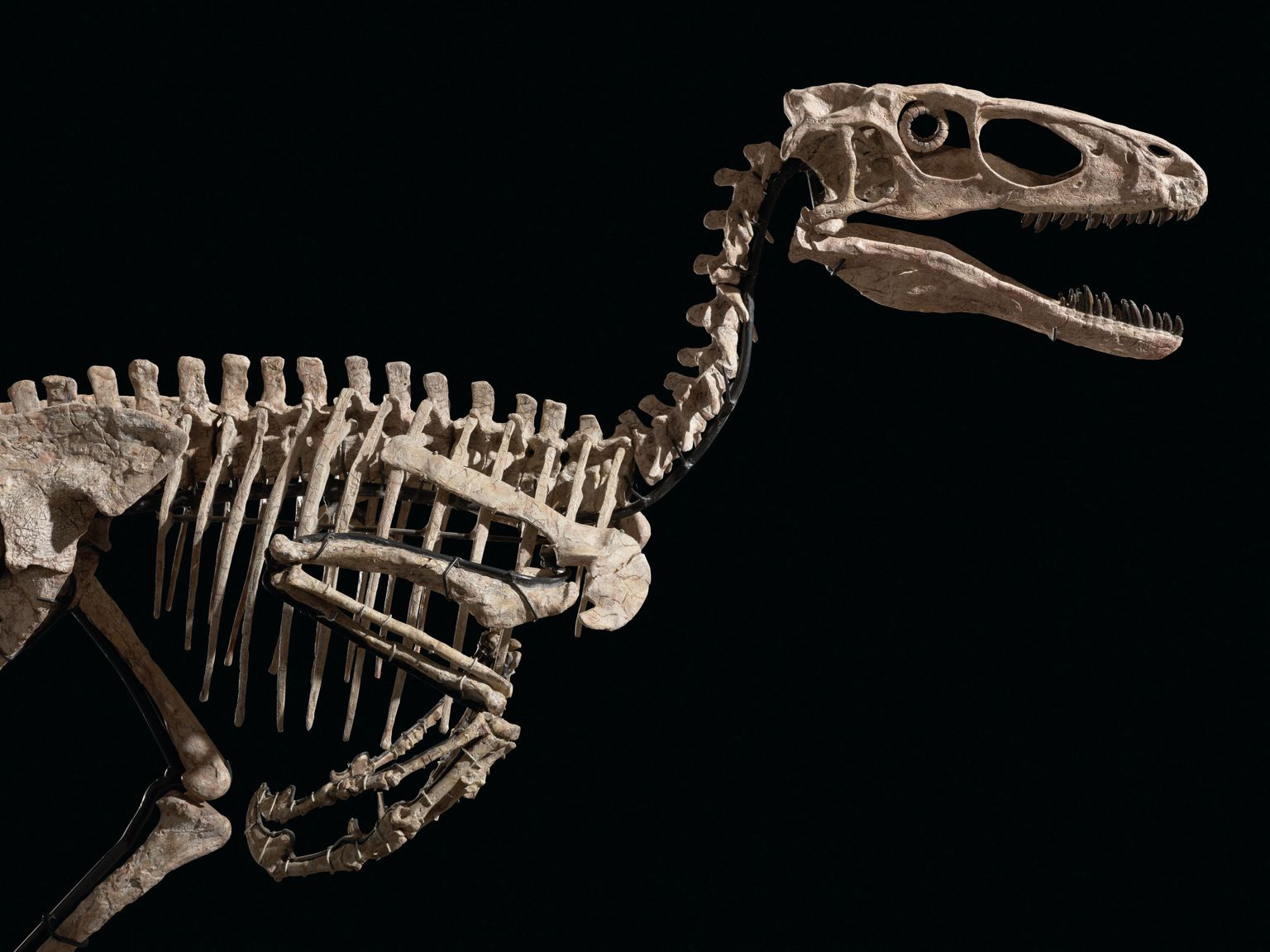 Hiidsisaliku Deinonychus antirrhopus skelett müüdi Christie'se oksjonimaja oksjonil rohkem kui 12 miljoni dollari (11,52 miljoni euro) eest