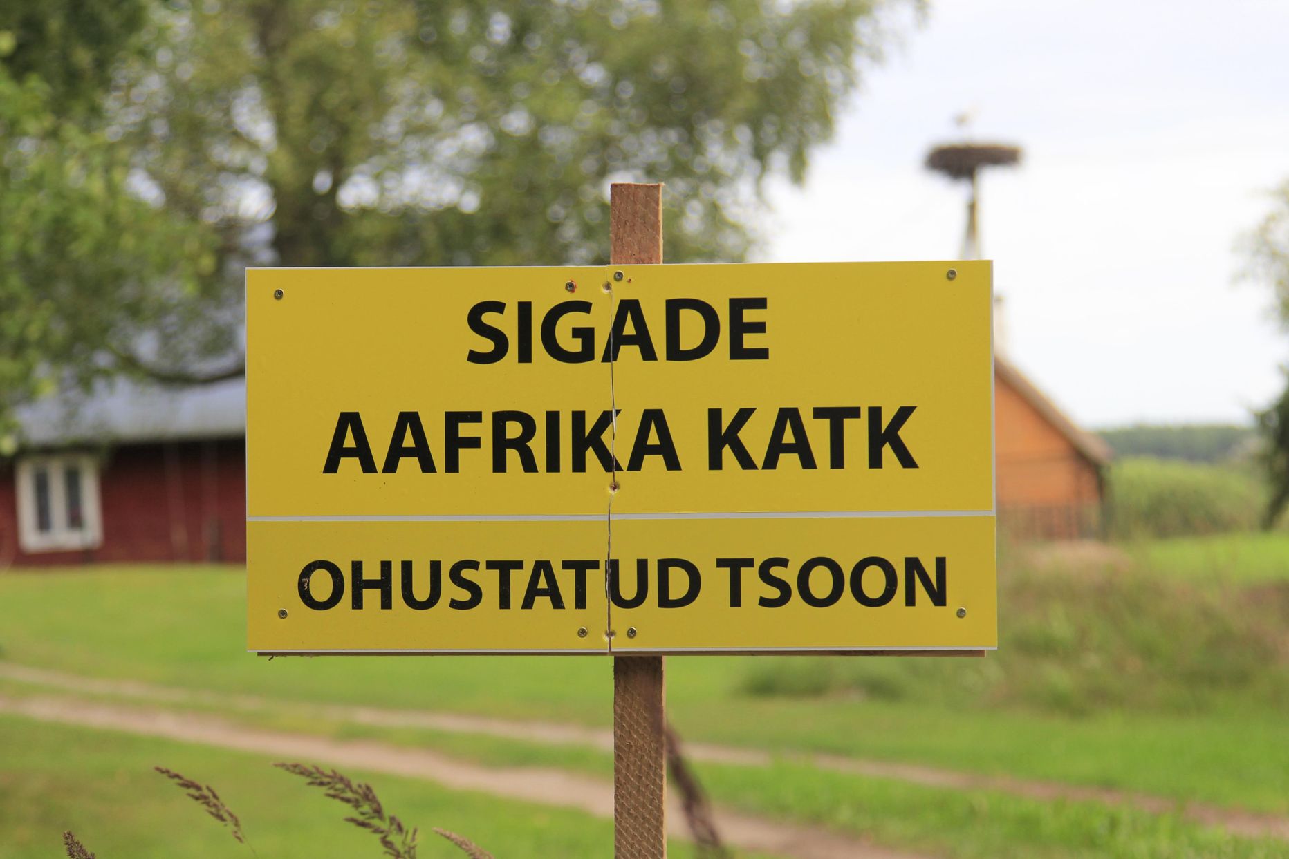 Sigade katk jõudis Eesti seakasvatajateni 2015. aasta suvel.