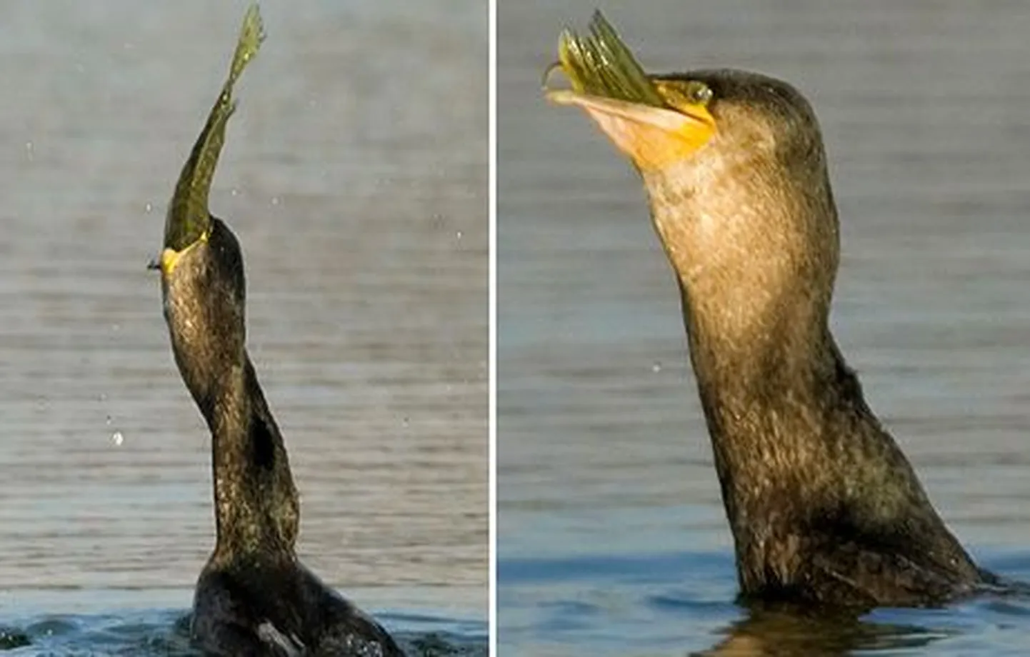 Kormoran kala kugistamas