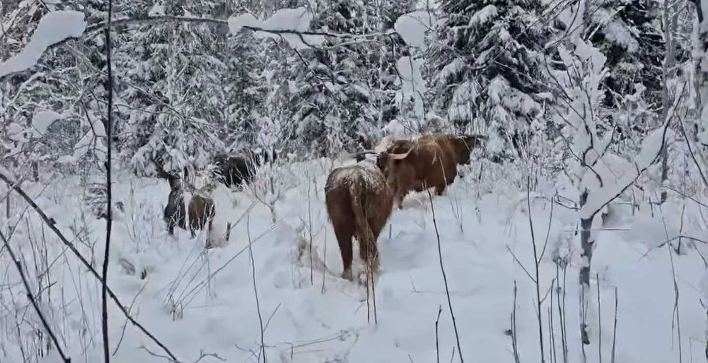 Metsa pagenud veised tunnistavad inimest hästi ja ei ole metsistunud. Külmal ajal, kui metsas ninaesist vähem, on lootus nad ehk toidu abil taas kodutallu meelitada.