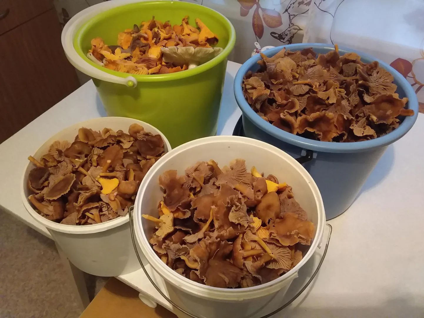Kaks väiksemat ja kaks suuremat ämbrit said seeni peaaegu täis.