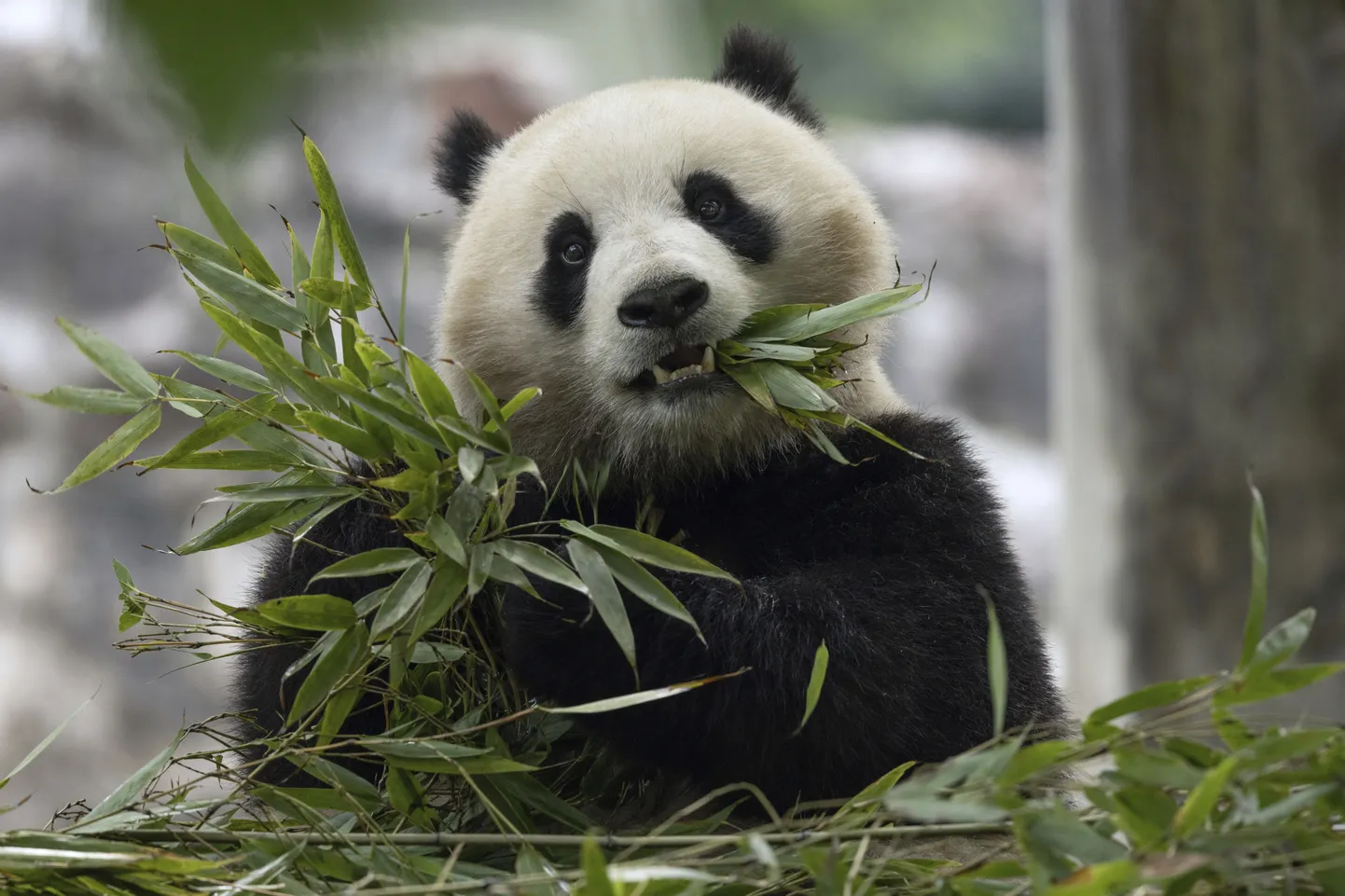 Kaheaastane panda Qing Bao lendab peagi USAsse.