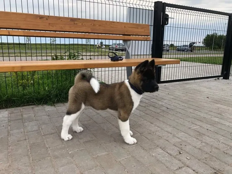 Artikli foto