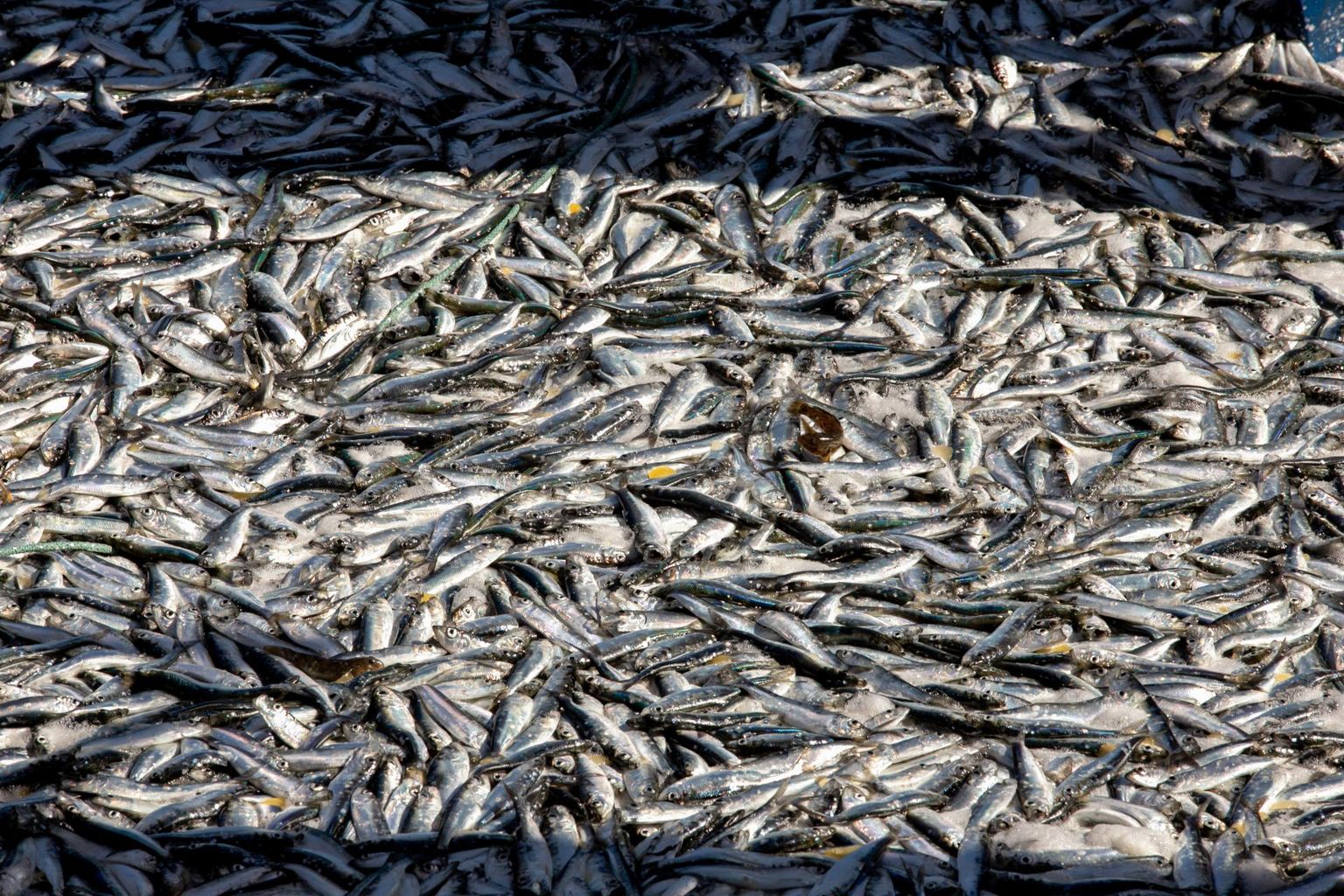 Osa Läänemere kalapopulatsioone on endiselt väga ohustatud. Foto on illustreeriv.