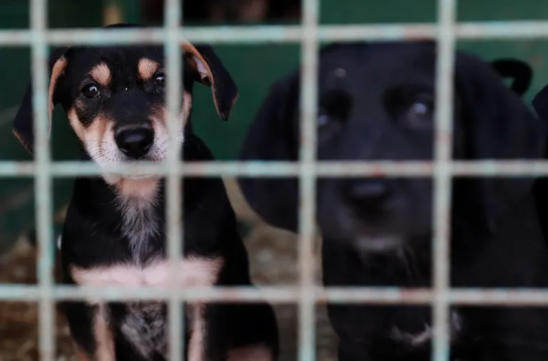 Koerad loomade varjupaigas