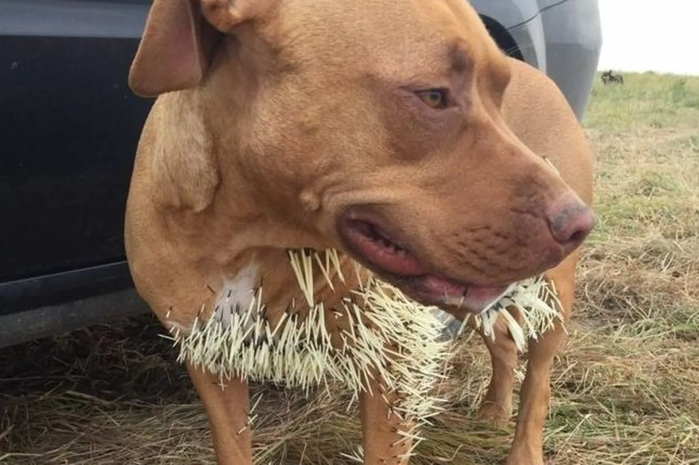 Pitbull terjer okassea okastega