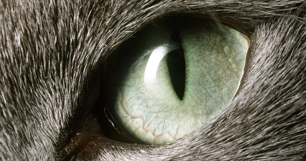 зрачок глаза кошки. оранжевые глаза. зрачок кошки. вертикальные зрачки. вертикальные зрачки.
