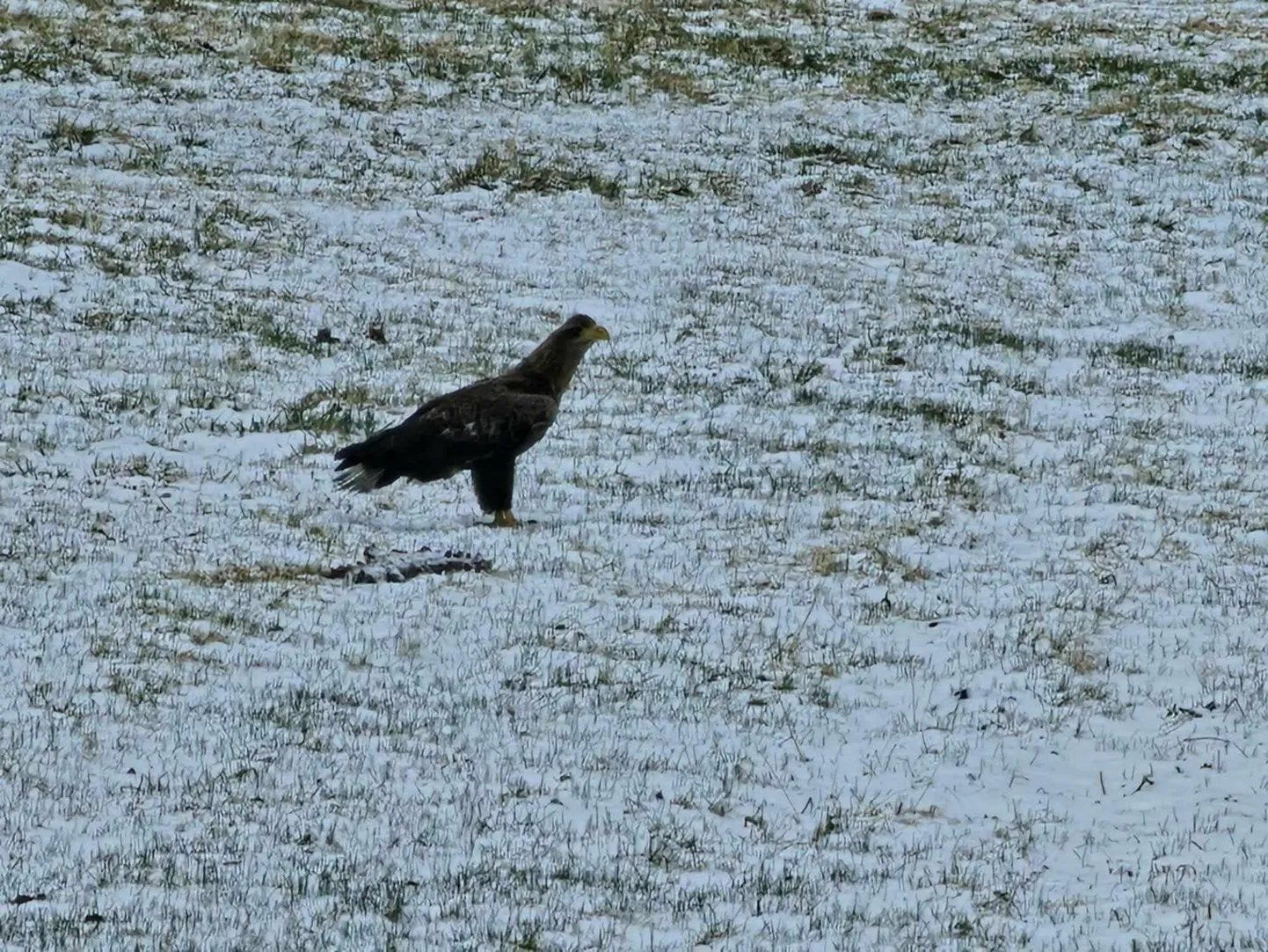 Merikotkas pidas parasjagu Ambla lähistel jahti, kui kohalik noormees ta pildile jäädvustas.