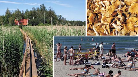 JUURIKAS ⟩ Ma tean, mida sa suvel teed