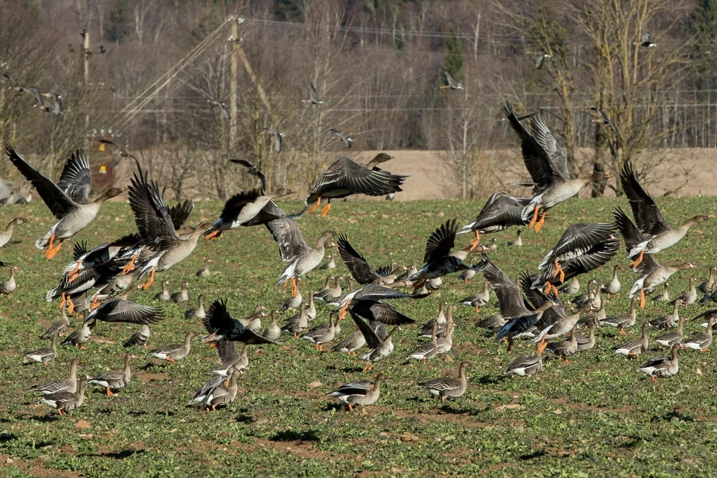 Hanelised on targad linnud, kes kohanevad kiiresti. Nii tuleb nende heidutamiseks kasutada erinevaid vahendeid. FOTO: Erik Prozes