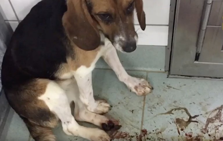 Kaader videost. Beagle piinlemas katse käigus manustatud mürgi tõttu.