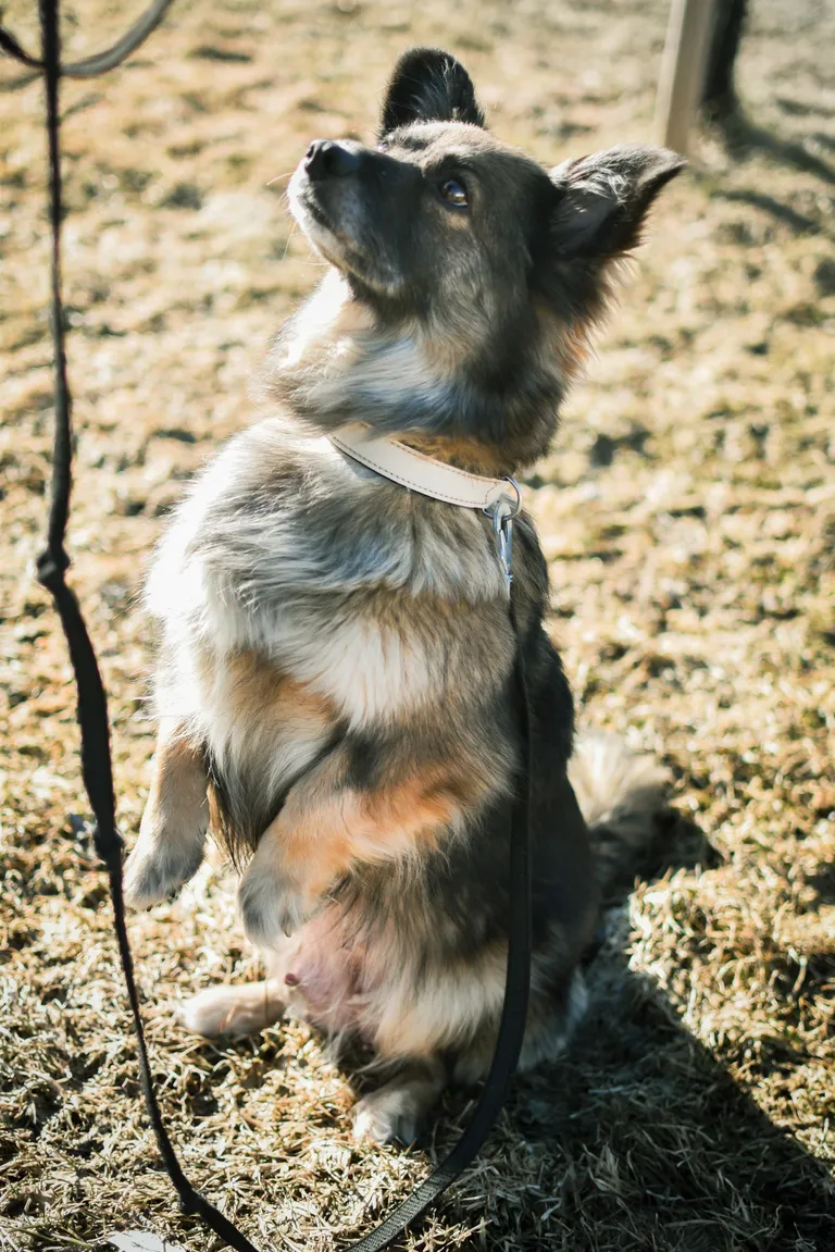 Maia