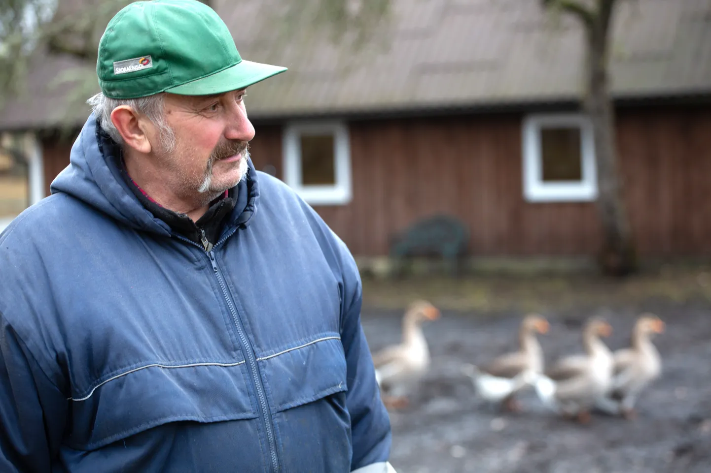 August Metsalu majapidamises täidavad kodulinnud dekoratiivset rolli nagu lilled või ilupuud.