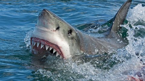 У берегов Великобритании акула напала на человека