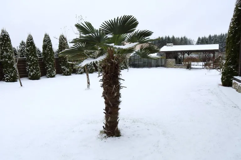 Palm käesoleva aasta 1. jaanuaril.