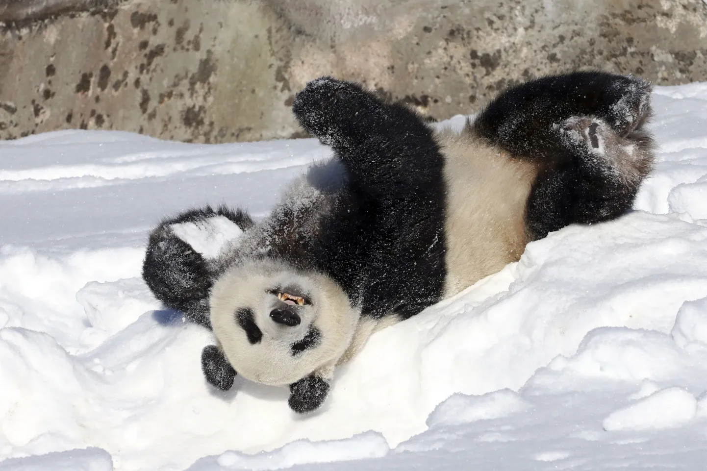 Hiidpanda Hua Bao Soomes Ähtäri loomapargis.