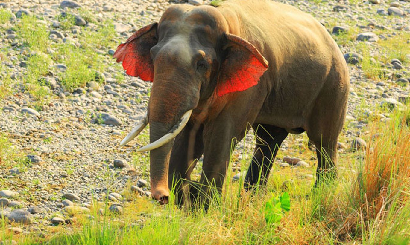 Слон с красным ухом