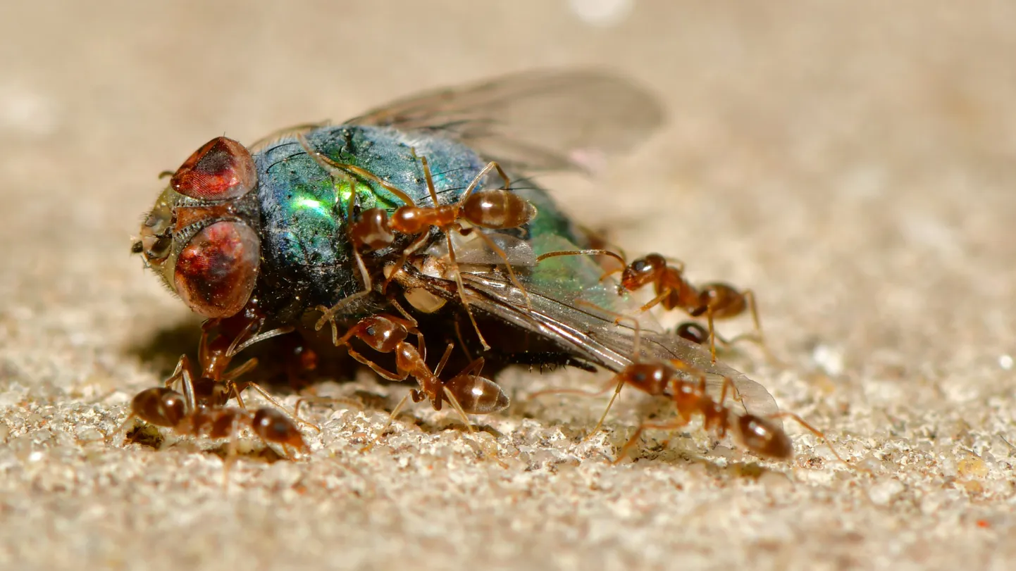 Avastati, et sipelgad puhastavad haavu ja teostavad vajadusel amputatsioone oma pesakaaslastele.