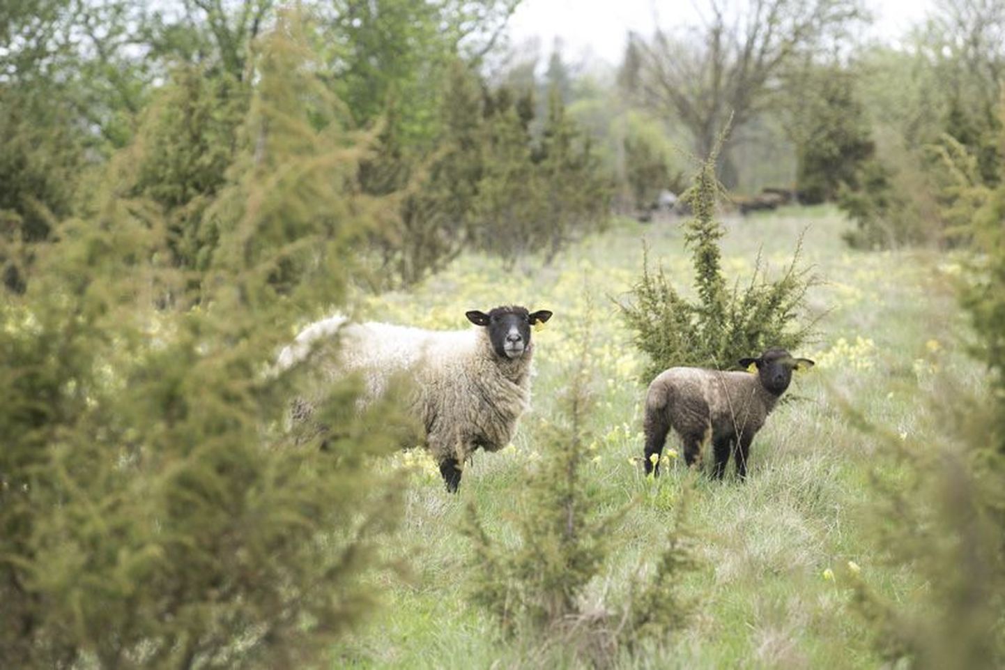 Kadakate vahel ootavad Iisaka talu lambad külalisi nii lähedalt kui kaugelt.