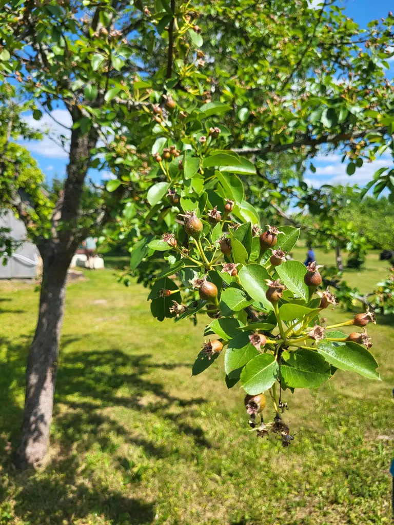 Õunu, pirne ja ploome tuleks n-ö harvendada, et korralikku saaki saada.