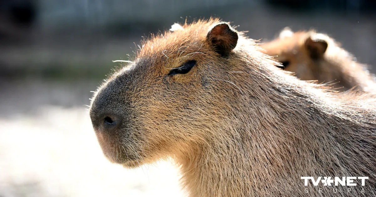 Šoruden Rīgas zooloģiskā dārza kapibarām piedzimuši pieci mazuļi