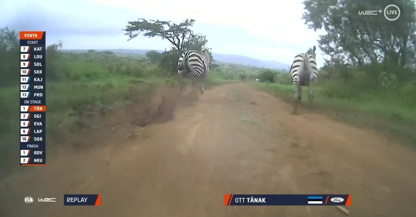Ott Tänak ja Martin Järveoja kohtusid Keenia ralli kiiruskatsel muuhulgas sebradega.