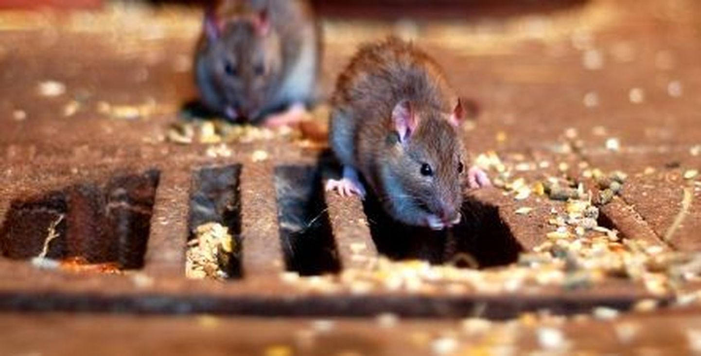 Californias päästeti 1000 rotti