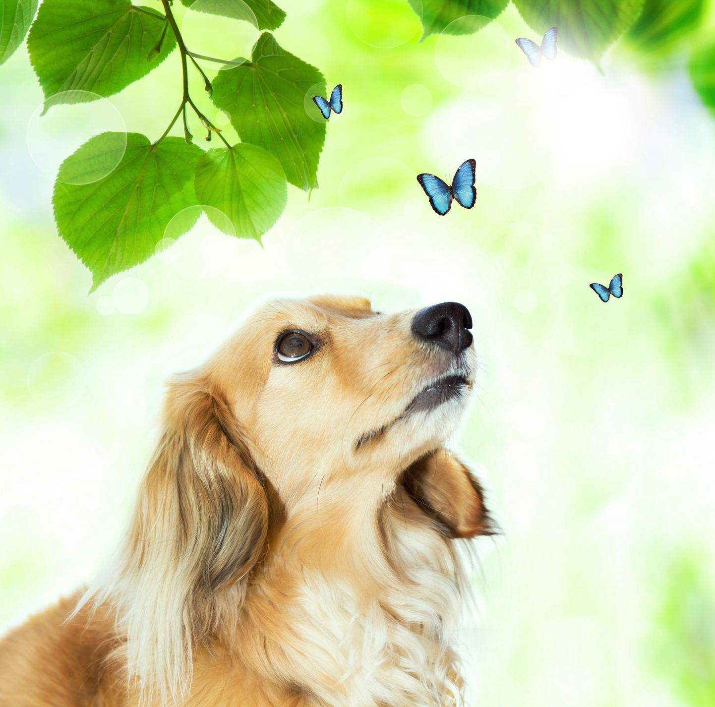 Собака и бабочка.