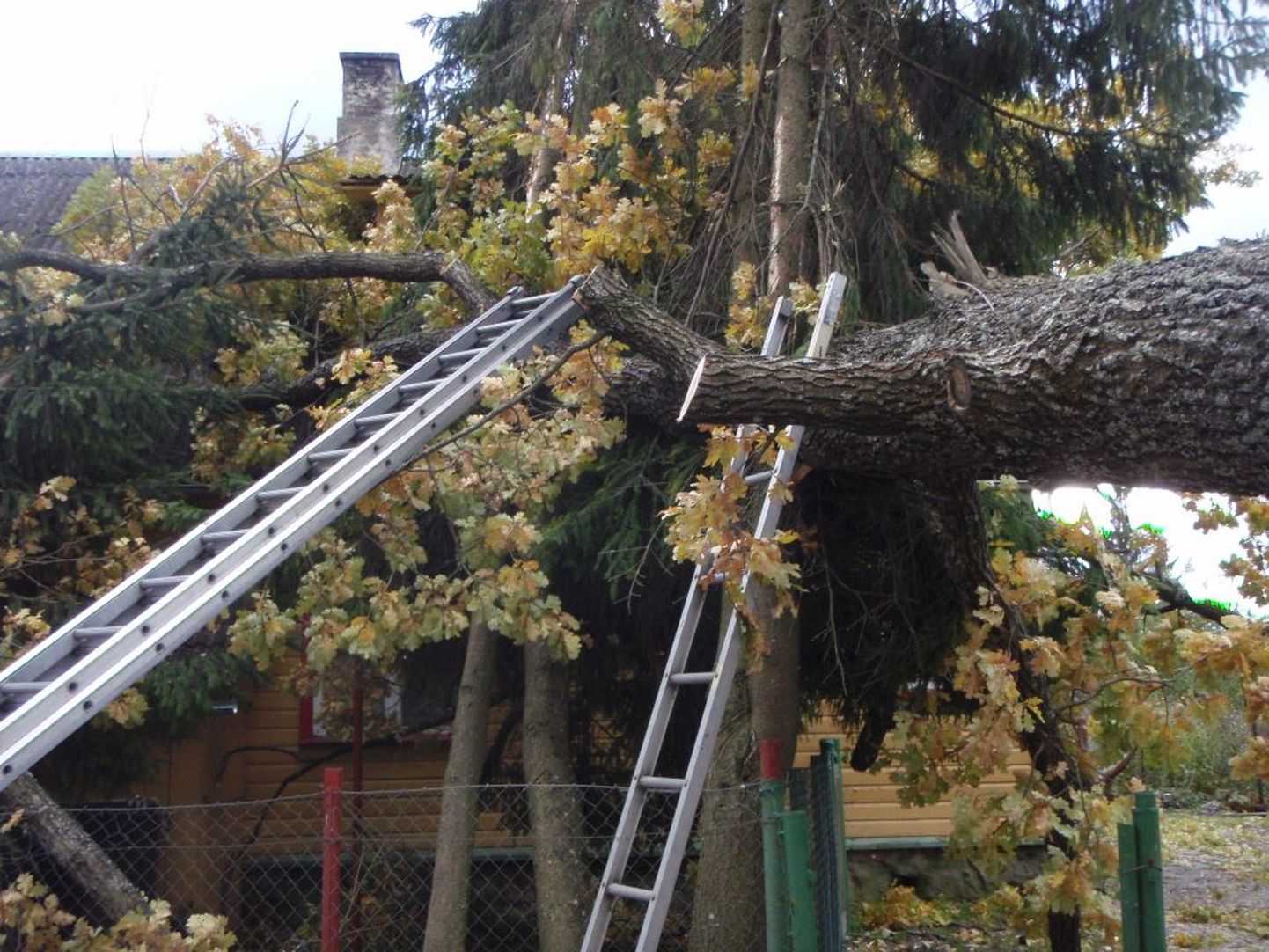 Tugevad tuuleiilid murdsid mitmel pool Eestis puid.