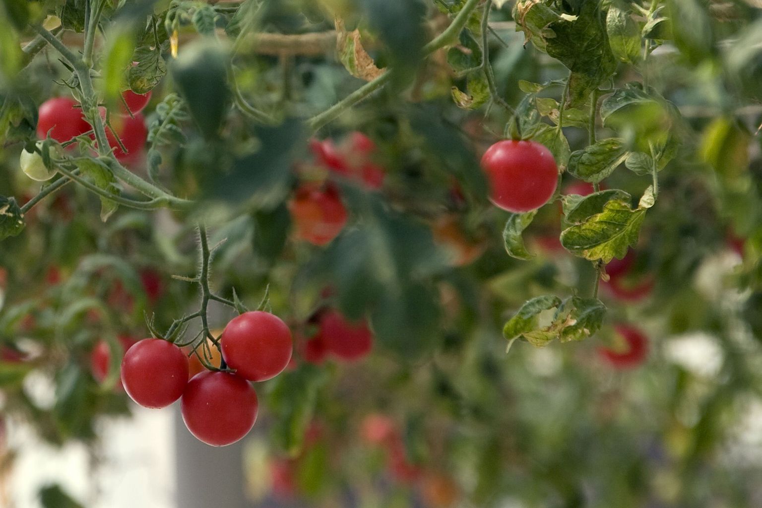 Tomatid «tapavad» putukaid väetise saamiseks?
