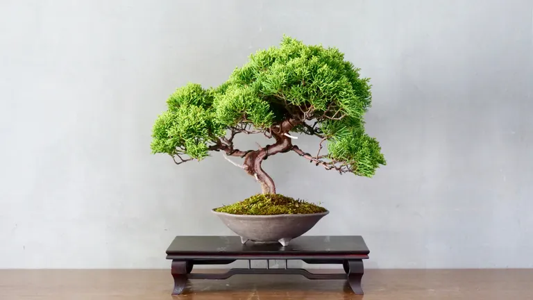 Bonsai puu