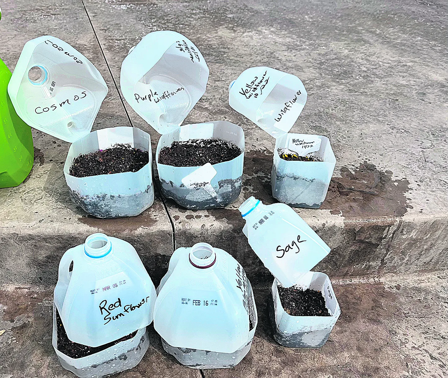 Talikülvi anumateks võib võtta suured plastpudelid, millel pealmine osa maha lõigata, muld sisse, seemned mulda ja katus teibiga peale kinni. Õue jäetud külvianumates tärkavad taimed pisut hiljem, kuid on toas kasvanutega võrreldes oluliselt tugevamad ja karastunumad.