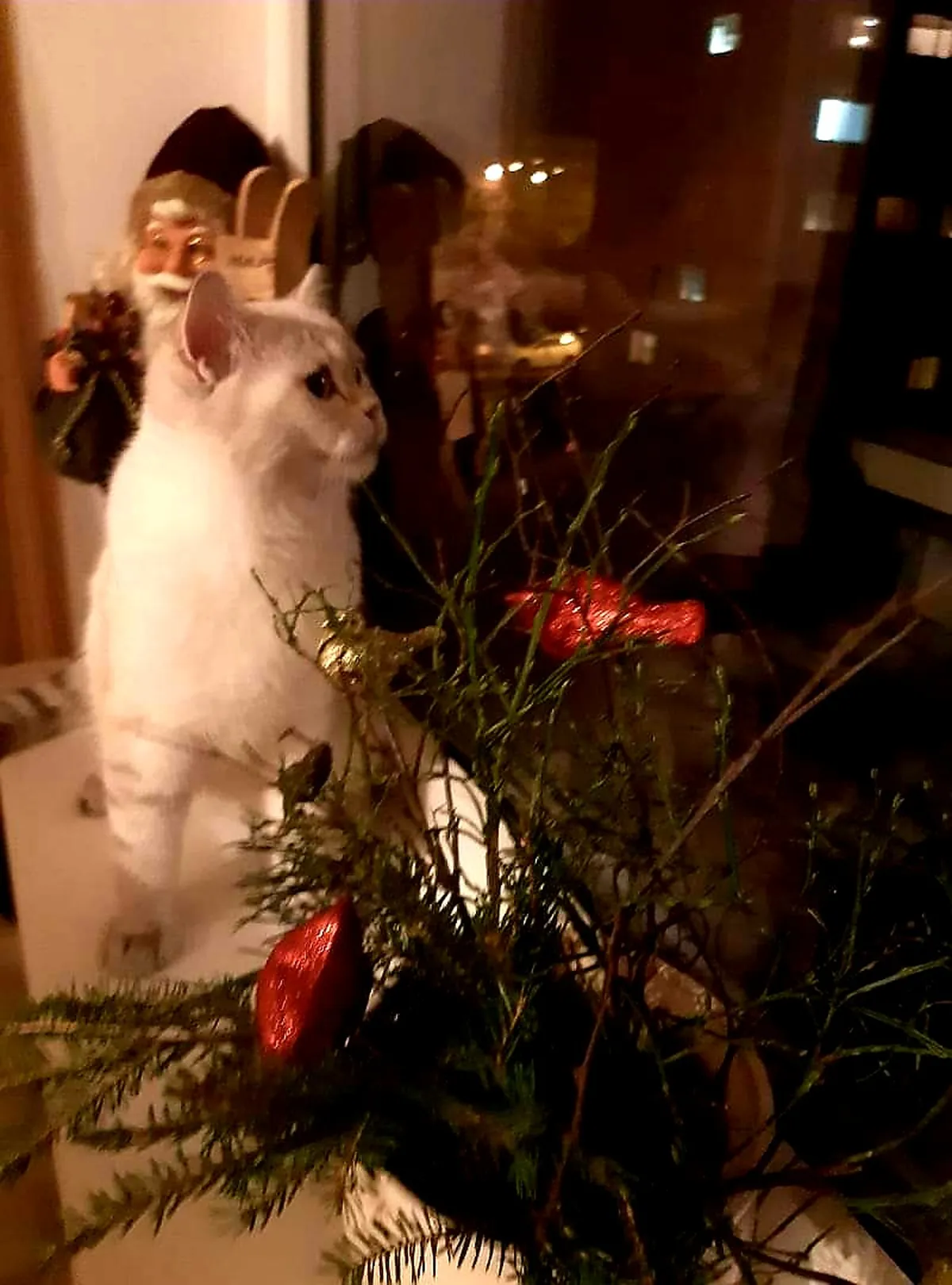 Kokos Perla Vela jõuluootuses