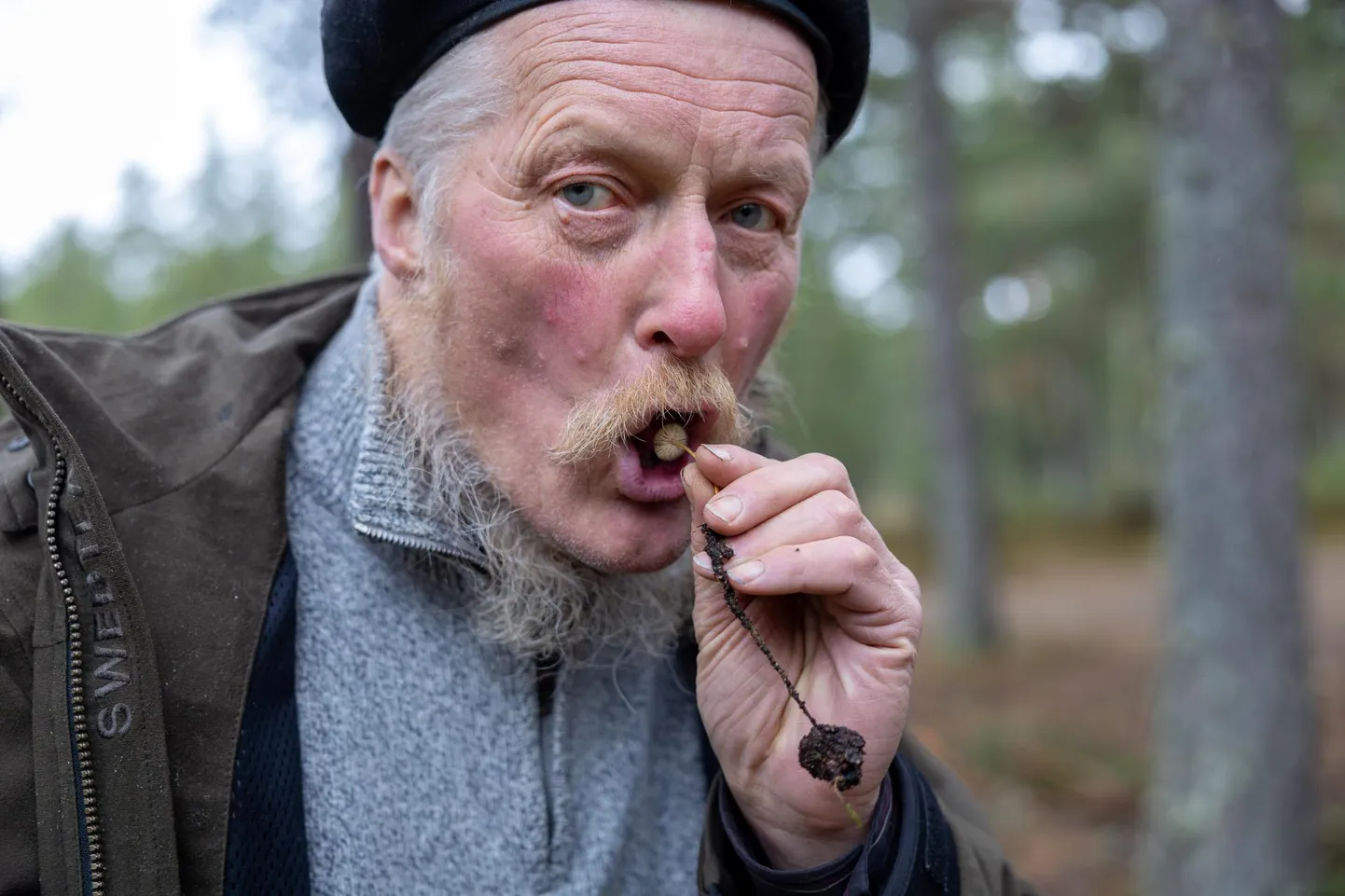Tõnu Ploompuu sööb männi-käbikõrgese ära.
