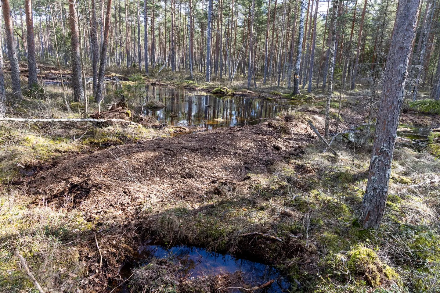 Artikli autorid märgivad, Surju aruteludel rõhutati korduvalt ja tõestati uuringuandmete, kaardimaterjaliga, et  tegemist ei ole üleujutamise, uputamise ega hävitamisega, vaid ökosüsteemi taastamisega piirkonnas, kus kuivendustööd on tasakaalu rikkunud.