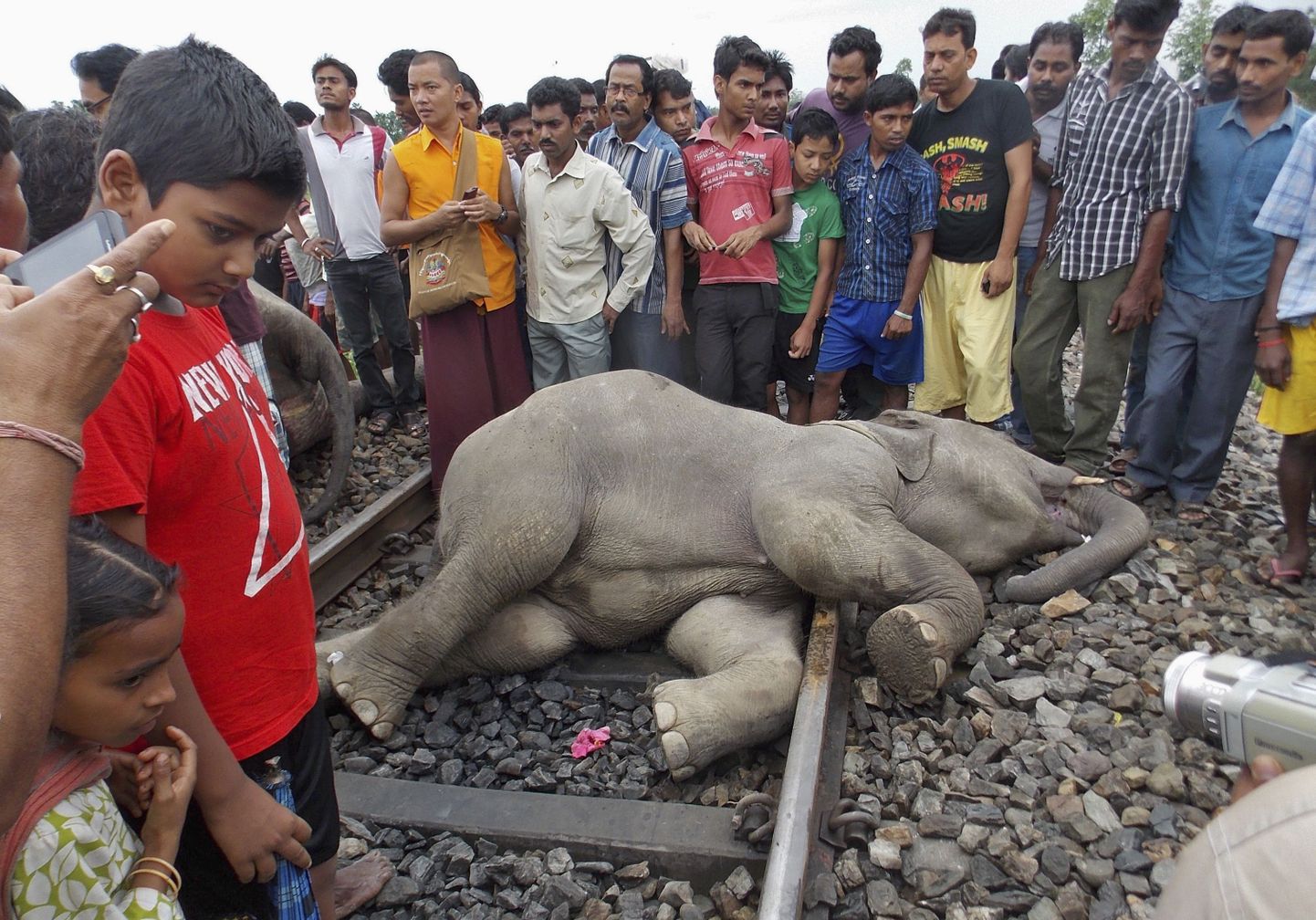 Indias hukkus rongi tõttu viis elevanti