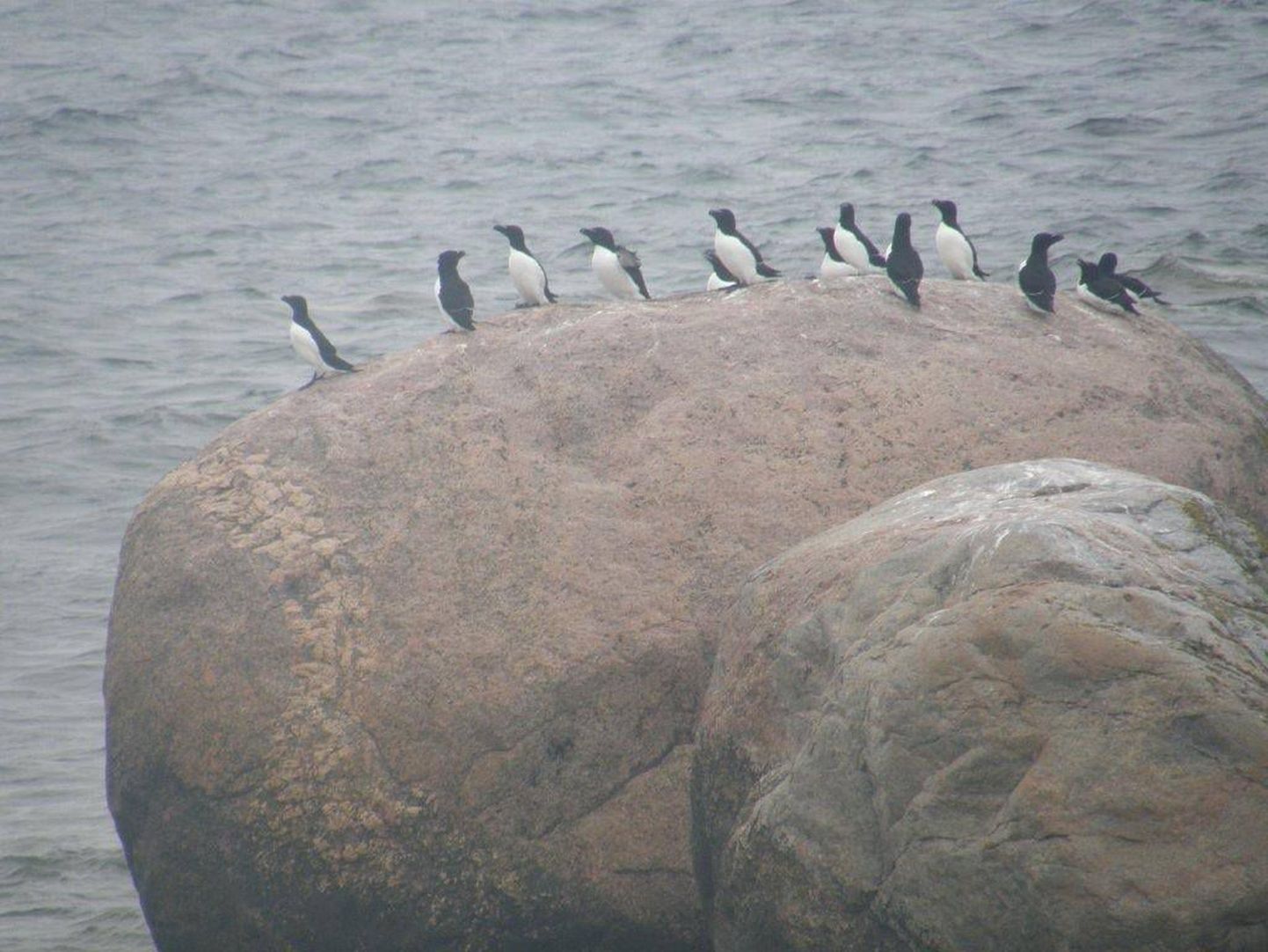 Vaindloo saarel pesitseb haruldane lind Alk ehk Alca torda, kes oma värvide poolest meenutab väikest pingviini.