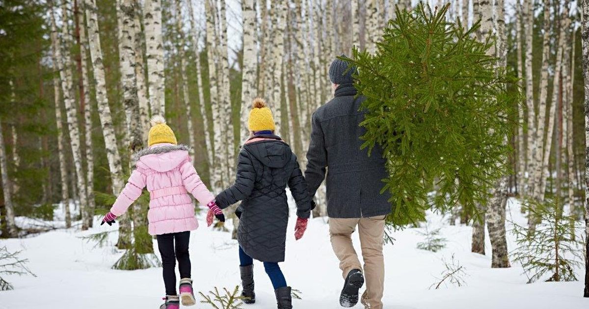 Royal forest елки. В лес за елкой. Дети несут елку. Новогодние гуляния в лесу. Дети под елкой в лесу.