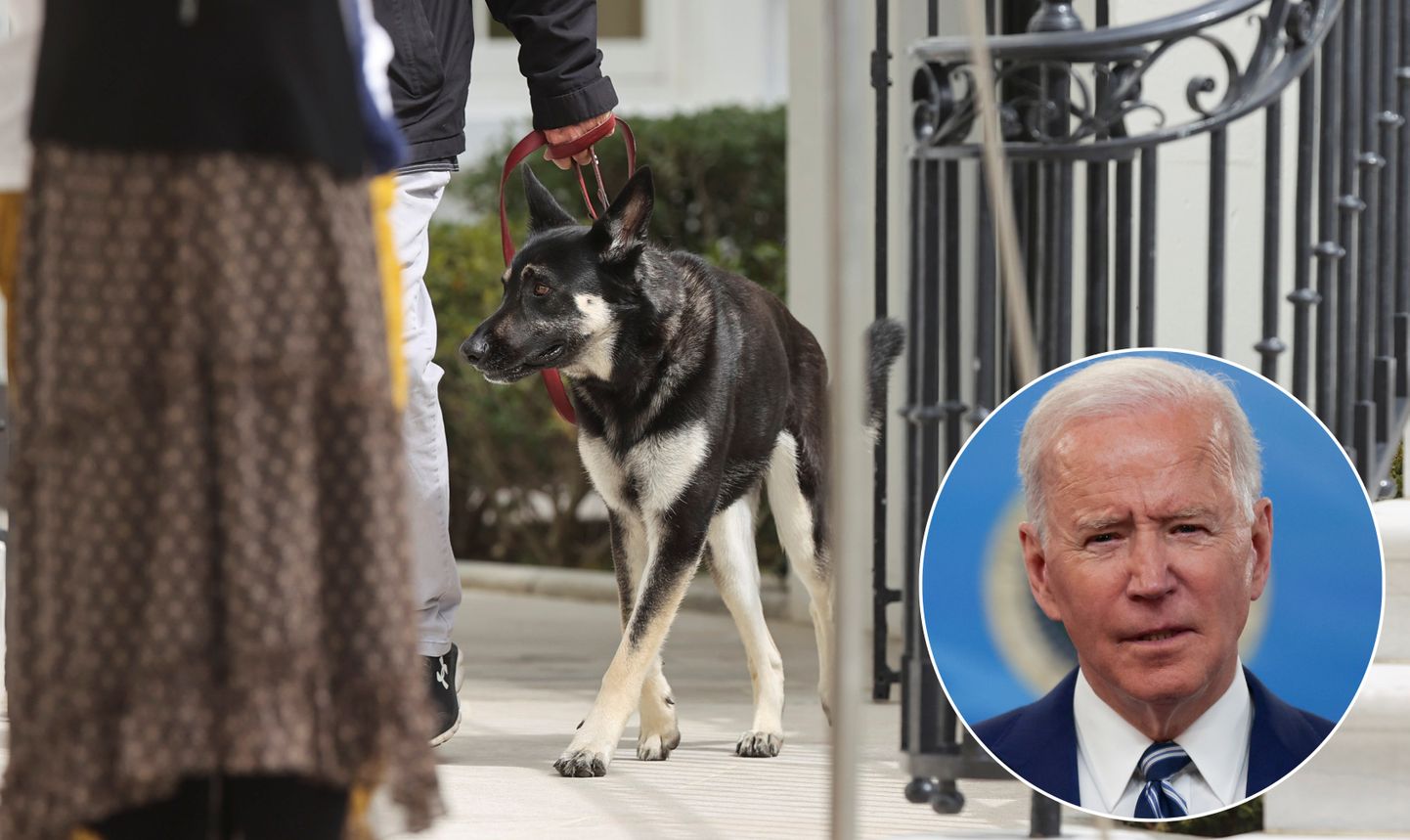 ASV prezidents Džo Baidens un viņa suns Meidžors.
