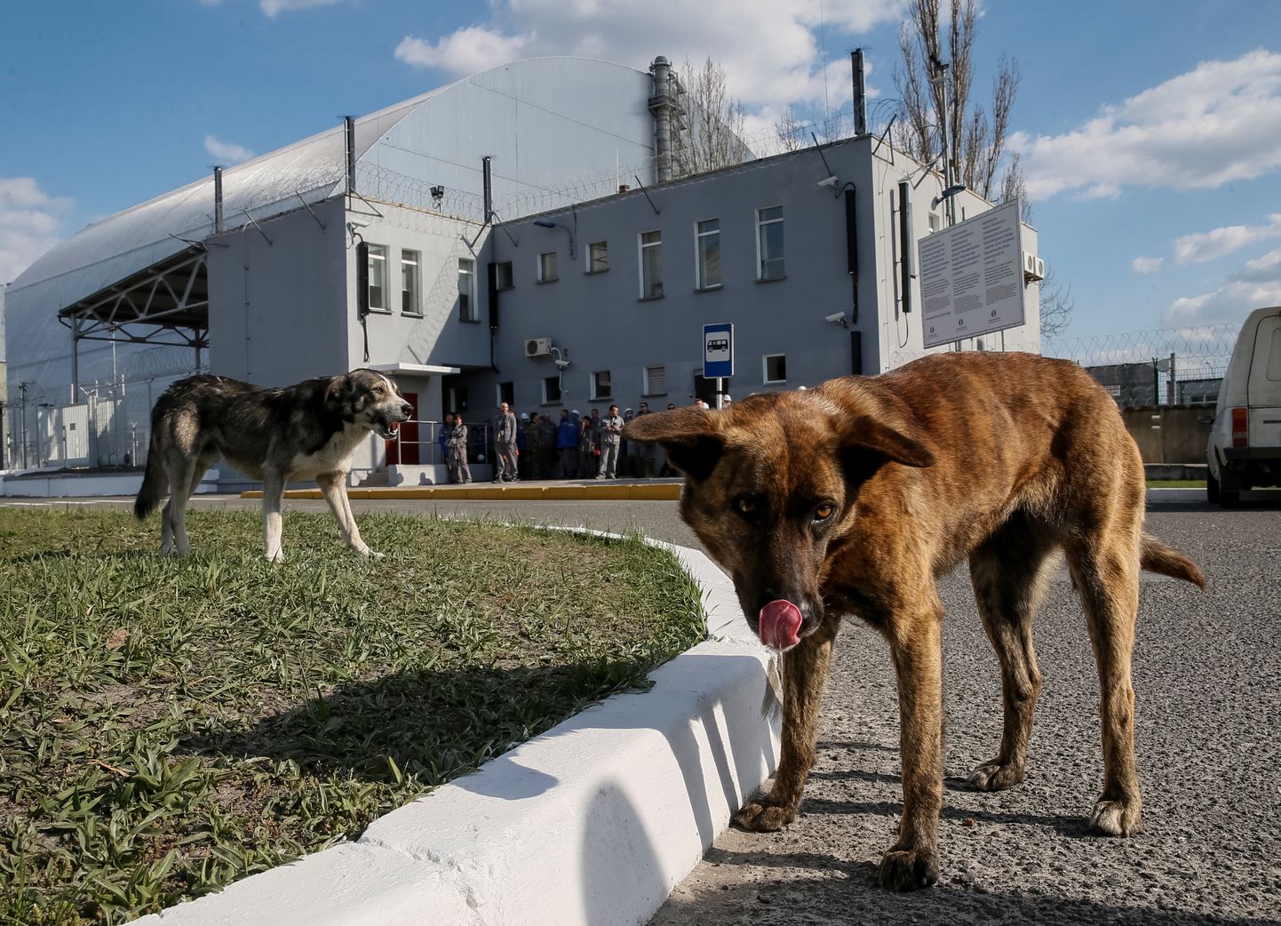 Koerad Tšornobõli neljanda reaktori lähedal.