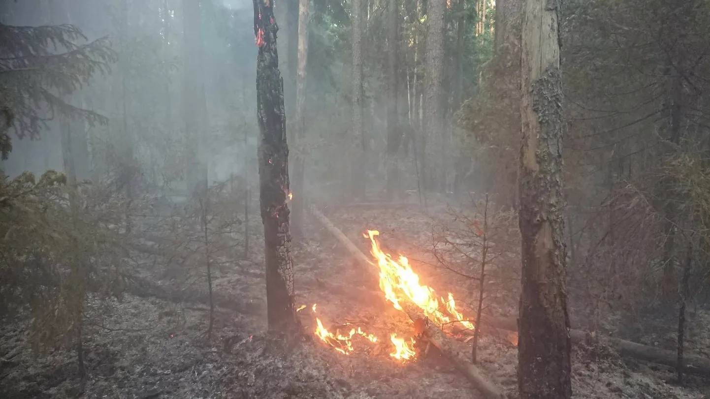 Metsapõleng mõnuveres