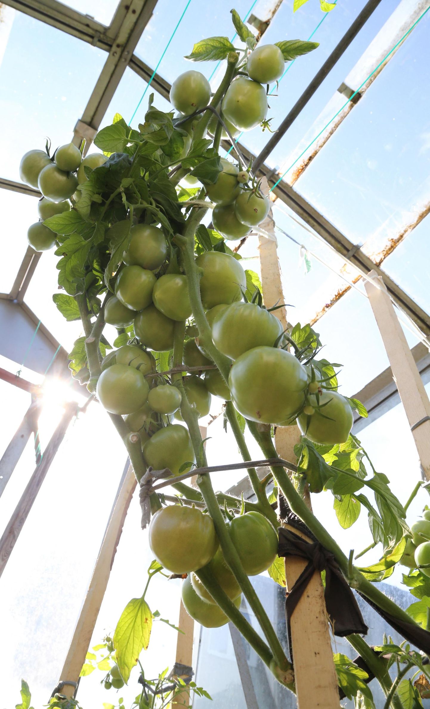 Kui öine temperatuur langeb kasvuhoones alla 10 kraadi, tasub rohelised tomatid ära korjata ja kuiva kohta järelvalmima viia.