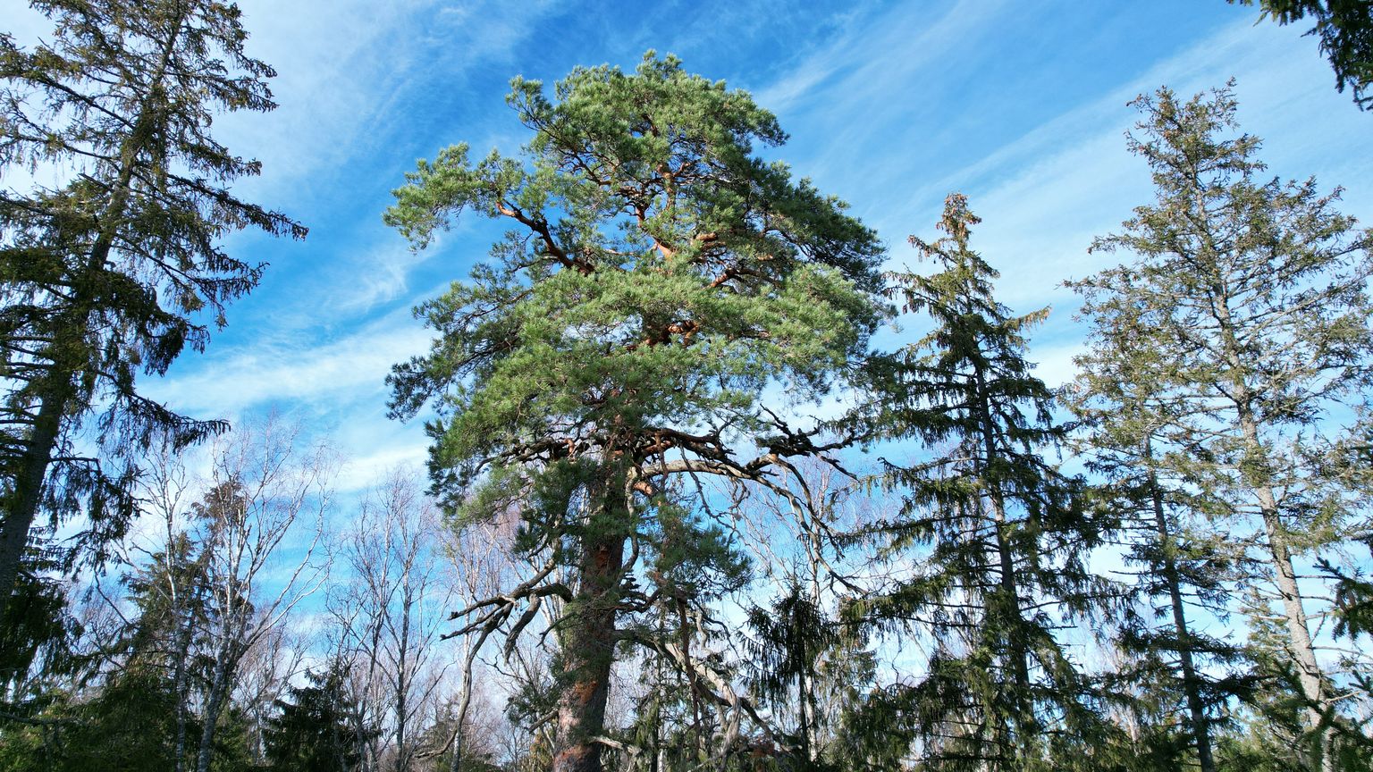 Kokku on metsaregistri andmetel maaülikooli hallata 6595 hektari metsamaad.