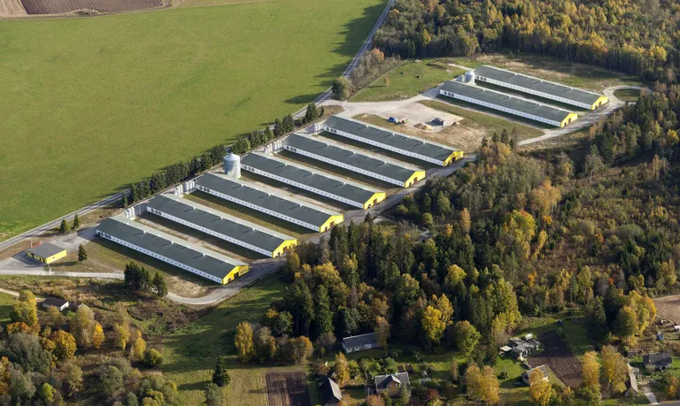 Talleggi Kaarma farm.