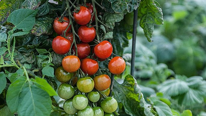 Eksotiski augi, kurus vari izaudzēt savā dārzā. TOP 5 - Ekoloģija ...