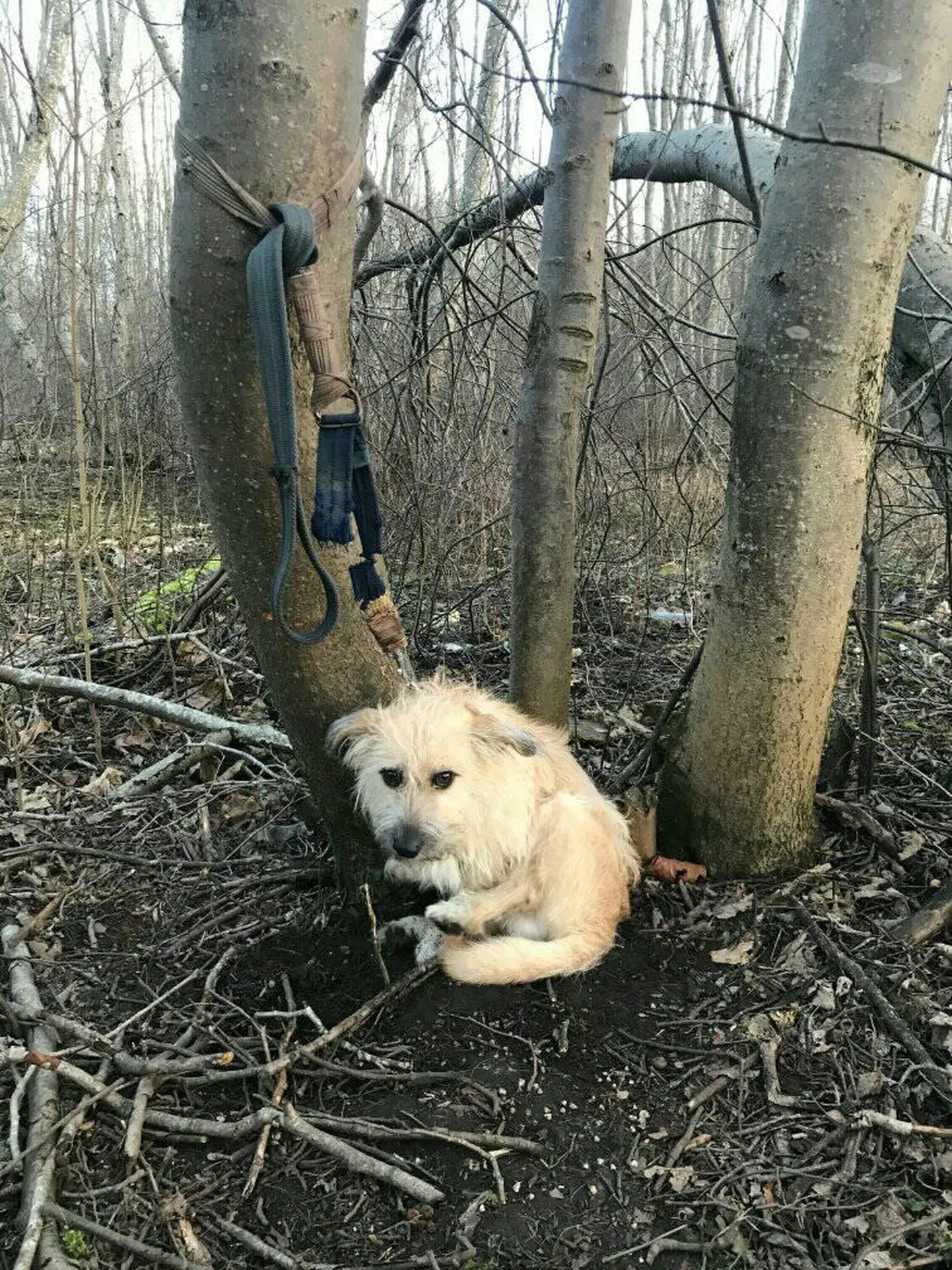 Raksta foto