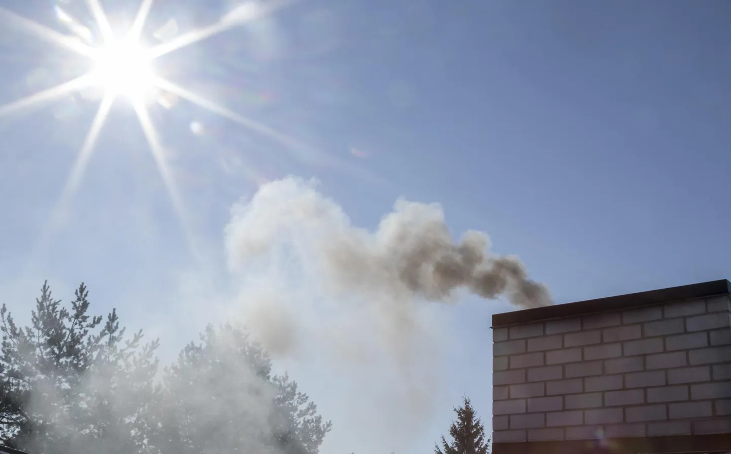 Korraliku sauna juurde käib korralik leil. Korralikuks leiliks on vaja korralikke puid. Nõukogude armees pani saunapuude hankimine soldatite fantaasia korralikult tööle.