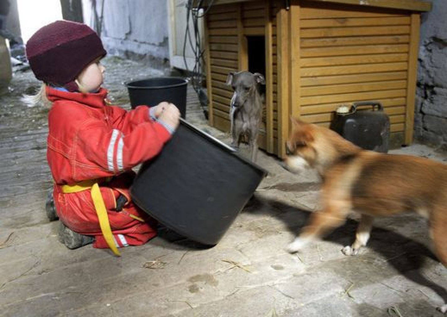 Venemaal kasvatasid koerad alkohoolikust ema tütart