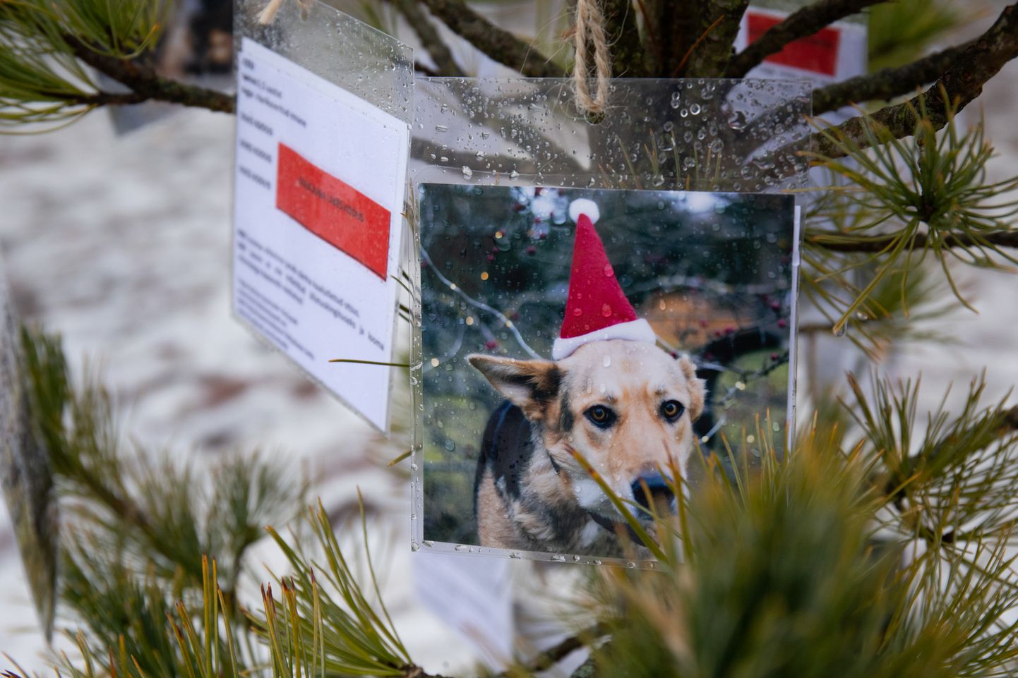 Tartu raekoja platsile on ka tänavu püsti pandud väike  jõulupuu loomadele kus ripuvad loomade varjupaigas kodu otsivate loomade pildid koos kirjeldusega.