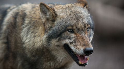 VIDEO ⟩ Ootamatu külaline: üksik hunt jalutas Harjumaa kodu hoovis pikalt ringi